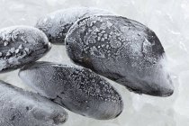 Frozen fresh mussels — Stock Photo