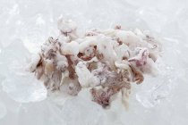Closeup view of frozen squid in ice — Stock Photo