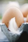 Egg with feather in cardboard box — Stock Photo