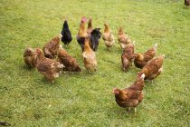 Vista diurna delle galline ruspanti in campo erboso — Foto stock
