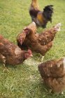 Daytime view of free-range hens on grass — Stock Photo