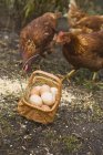 Ovos em cesto e galinhas — Fotografia de Stock