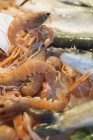 Crevettes et poissons au marché — Photo de stock