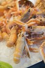 Closeup view of scampi heap on ice — Stock Photo