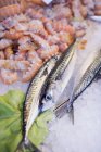 Fresh anchovies and shrimps — Stock Photo