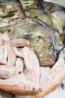 Tainha vermelha fresca e sargo-do-mar — Fotografia de Stock