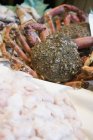 Closeup view of spider crabs heap with chopped fish meat — Stock Photo