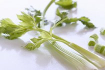 Fresh celery sprigs — Stock Photo