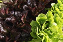 Органічний червоний і зелений салатами — стокове фото
