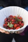 Hands holding a dish of rose hips — Stock Photo