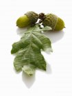 Вид крупным планом на зеленые желуди и дубовый лист на белой поверхности — стоковое фото