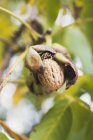Крупним планом вид одного горіха, що висить на дереві — стокове фото