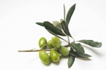 Olive sprig with green olives — Stock Photo