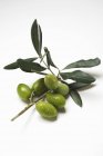 Farce d'olivier aux olives vertes — Photo de stock