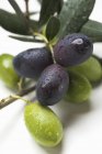 Веточка с зелеными и черными оливками — стоковое фото