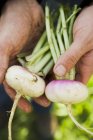 Male Hands holding turnips — Stock Photo