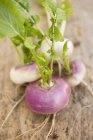 Fresh picked turnips with stalks — Stock Photo