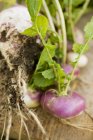 Fresh picked Turnips with stalks — Stock Photo
