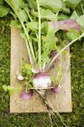 Fresh picked Turnips with stalks and soil — Stock Photo