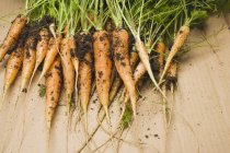 Jeunes carottes fraîches cueillies — Photo de stock