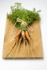 Young fresh picked carrots — Stock Photo