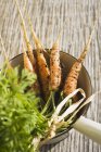 Fresh picked carrots in strainer — Stock Photo