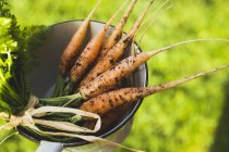 Young fresh picked carrots — Stock Photo