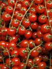 Rote frische Trauben Tomaten — Stockfoto