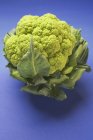 Green cauliflower on blue — Stock Photo