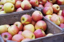 Manzanas frescas en cajas - foto de stock