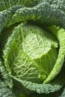 Green Savoy cabbage — Stock Photo