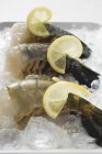 Fresh king prawns — Stock Photo