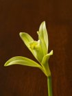 Vue rapprochée d'une fleur de vanille jaune — Photo de stock