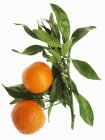 Arance mandarine con foglie — Foto stock