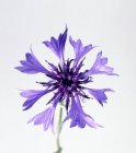 Closeup view of one purple cornflower on white background — Stock Photo