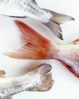 Fresh fish tails — Stock Photo
