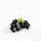Frische reife schwarze Johannisbeeren mit Blatt — Stockfoto
