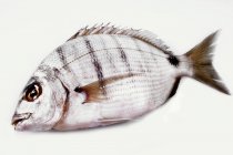 Frisch marmorierter Stockfisch — Stockfoto