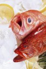 Fresh sea fishes with mouths open — Stock Photo