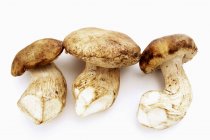 Три весь гриби білі — стокове фото