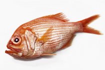 Frischer ganzer Alfonsino-Fisch — Stockfoto