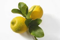 Два лимона на ветке — стоковое фото