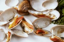 Closeup view of opened clams on white surface — Stock Photo