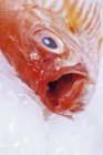 Fresh Alfonsino fish with open mouth — Stock Photo