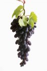 Racimo de uvas negras con hojas - foto de stock