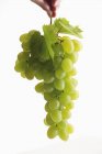 Bunch of green grapes with leaves — Stock Photo