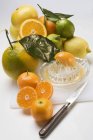 Assorted citrus fruits with squeezer — Stock Photo