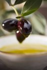 Веточка с черными оливками — стоковое фото
