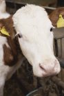 Vista close-up de focinho de vaca em stall — Fotografia de Stock