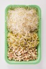 Various types of  sprouts — Stock Photo
